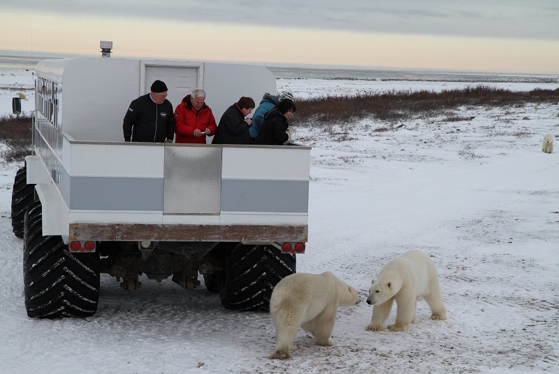 خرس های قطبی کانادا