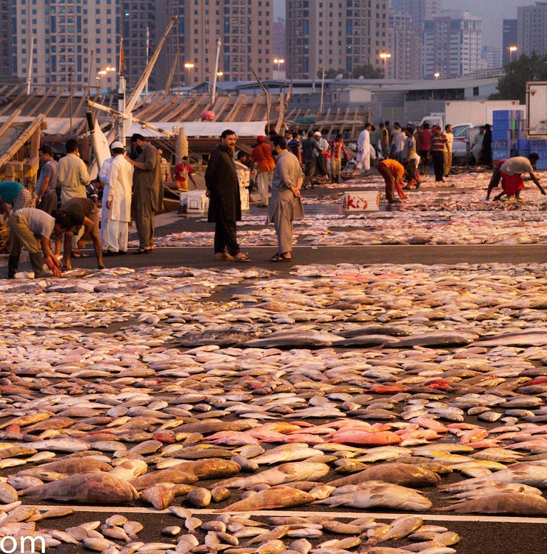 بازار ماهی عجمان