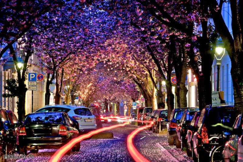 خیابان شکوفه های گیلاس