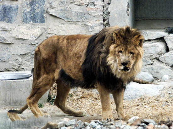 یک شیر در باغ وحش کابل