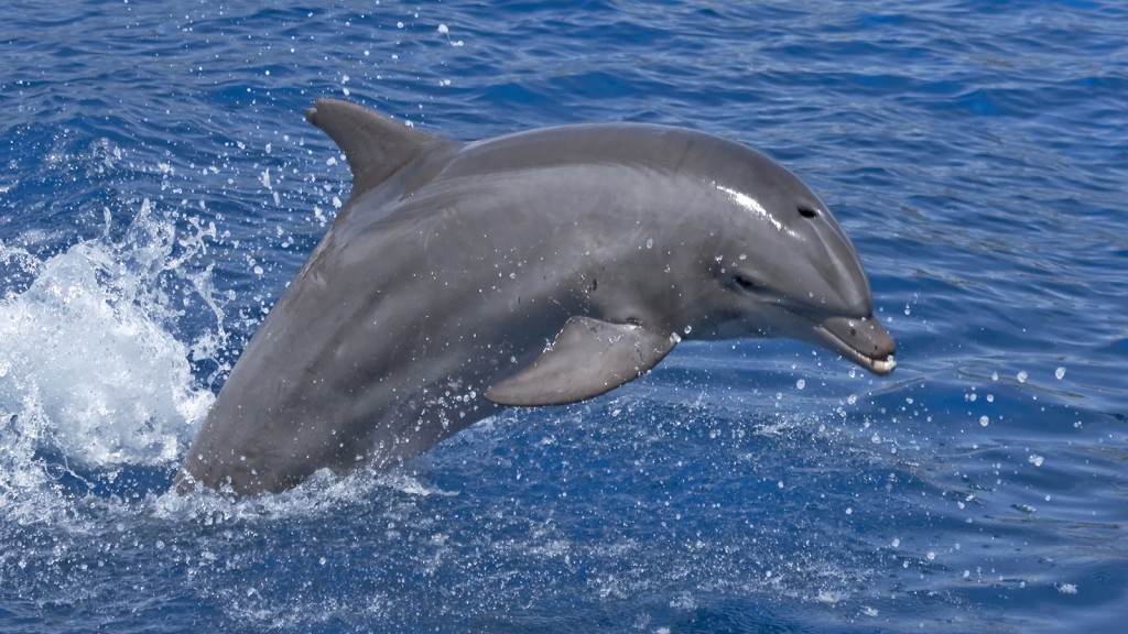 تماشای دلفین ها موریس