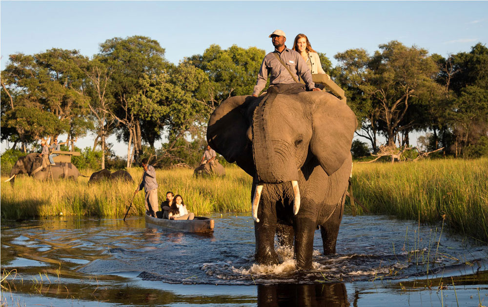 فیل های بوتسوانا
