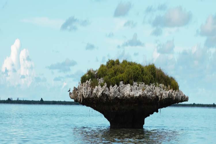 جزیره مرجانی الدبرا