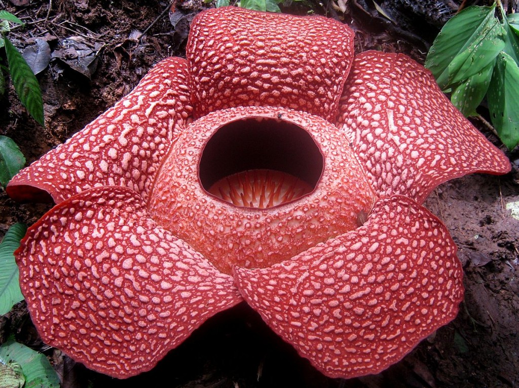 گل عجیب اندونزی