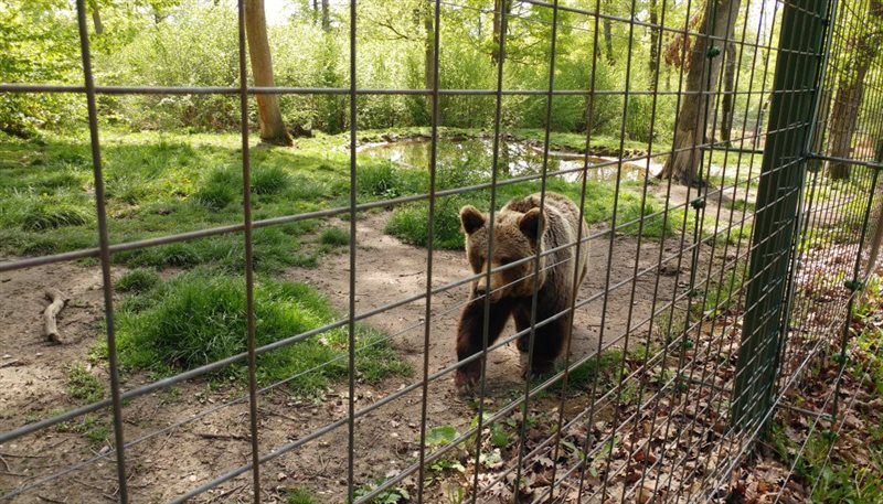 منطقه حفاظت شده خرس های براشوو