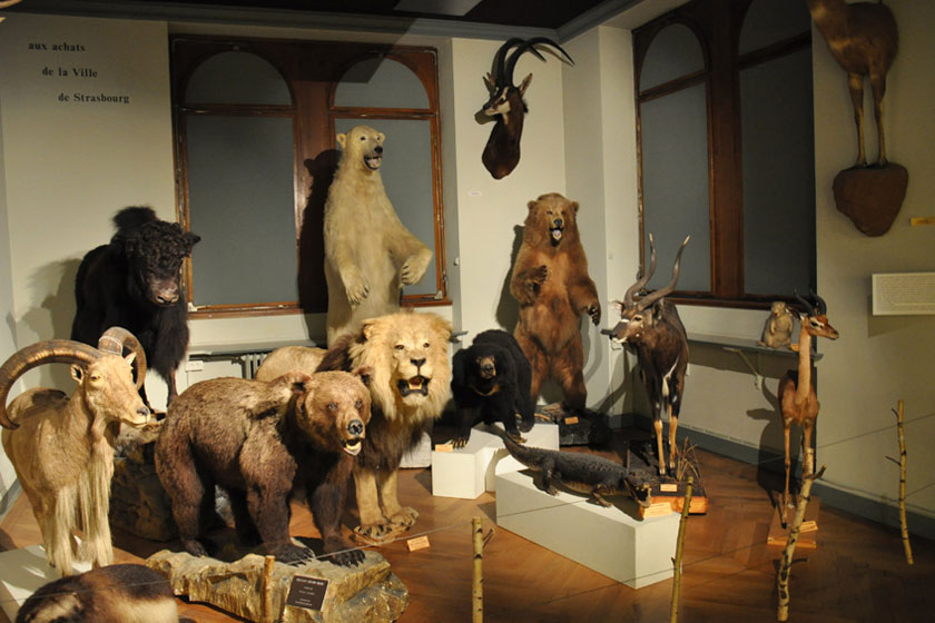 موزه ی جانورشناسی زوریخ