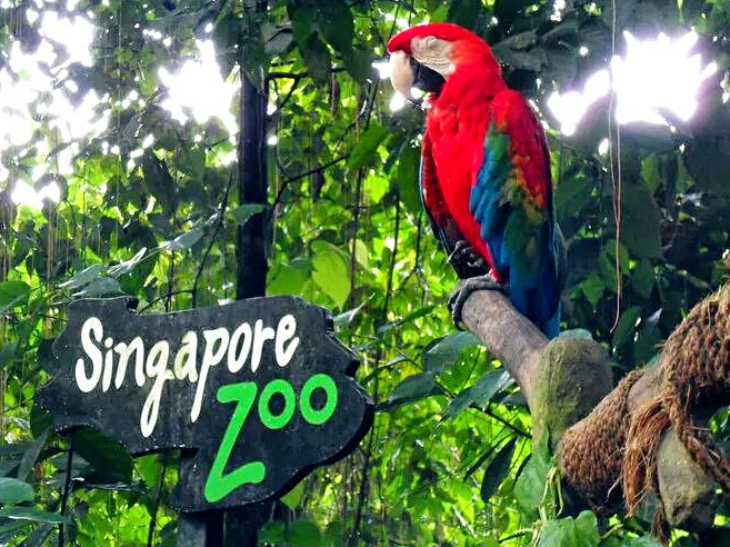 باغ وحش سنگاپور 5 1