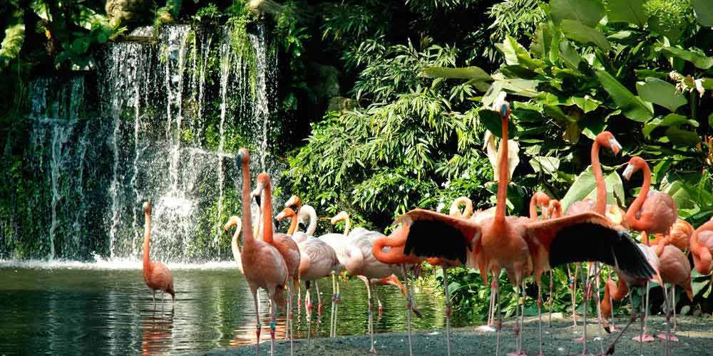 باغ پرندگان سنگاپور