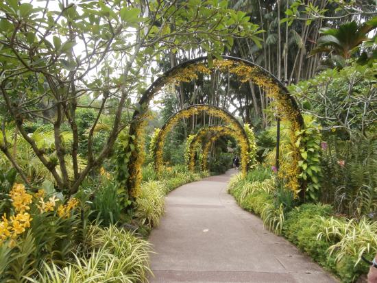 باغ گیاه شناسی سنگاپور 3 1