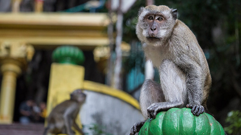 غار میمون ها کوالالامپور